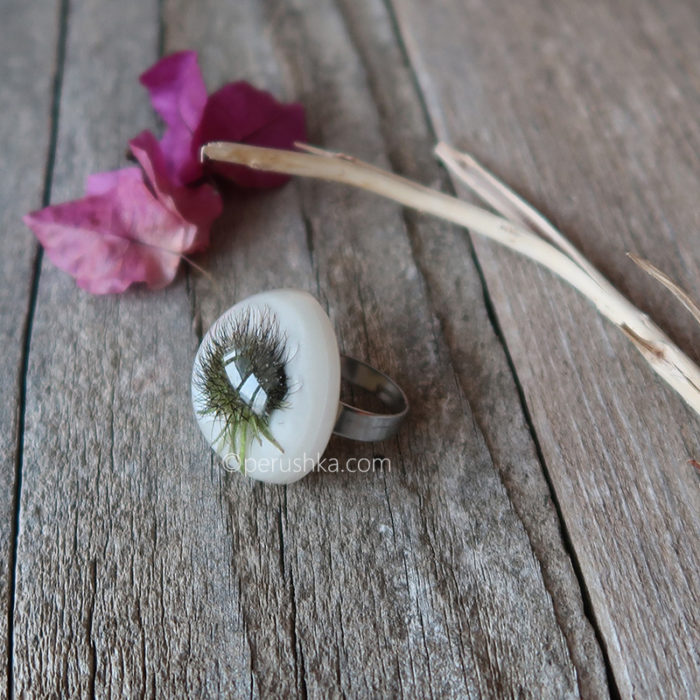 White hedgehog - Image 8