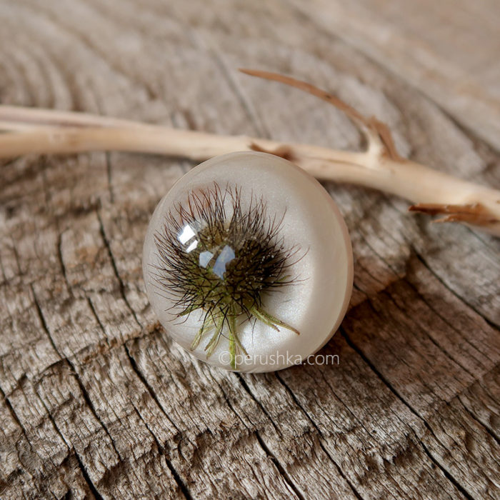 White hedgehog - Image 2
